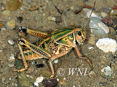 Plains Lubber Grasshopper (Brachystola magna)